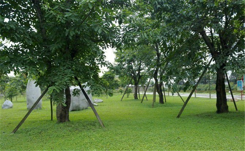 成都市三十八中學(xué)的高考升學(xué)率是多少？