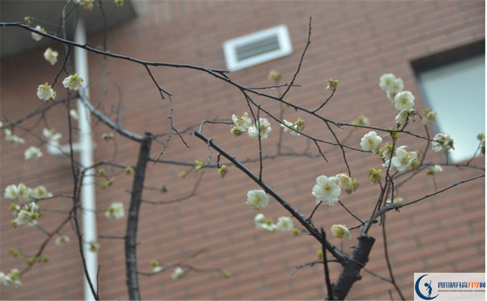 成都樹德中學(xué)光華校區(qū)自主招生中考網(wǎng)上怎么報名？